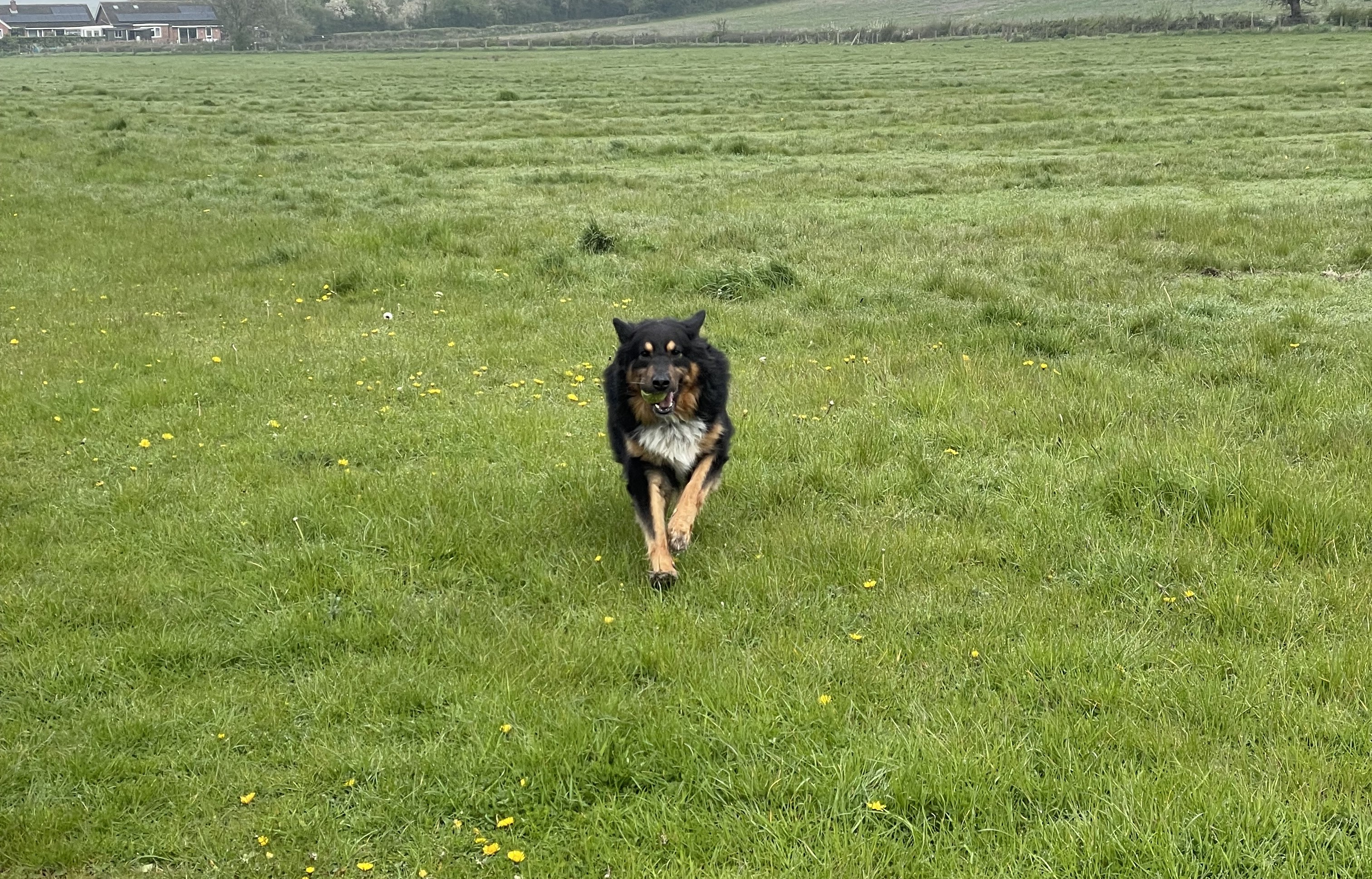 Joshua Whitehead-Jones